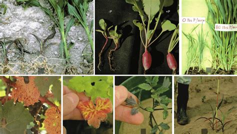 Phosphorus Deficiency In Plants