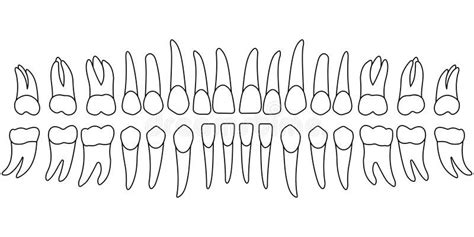 Tooth chart teeth stock vector. Illustration of crown - 84531446 ...