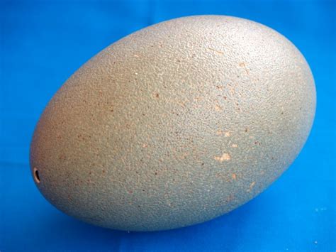 Cassowary Egg - Casuarius casuarius - 15x 10cm - Catawiki