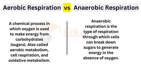 Difference Between Aerobic and Anaerobic Respiration