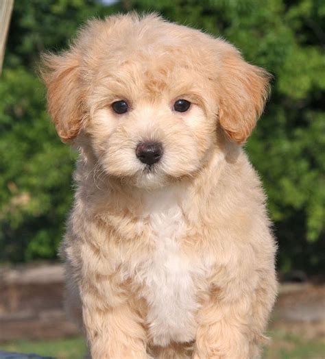 27 best Maltipoo Puppies images on Pinterest | Maltipoo puppies ...