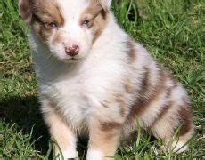 Koolie Dog Info, History, Temperament, Training, Puppy, Picture