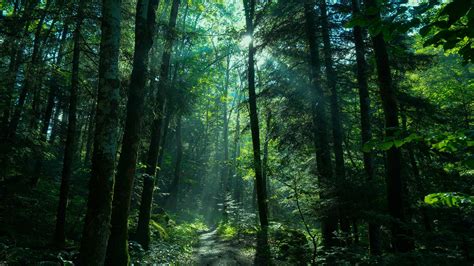 Greenery Forest Nature Path With Sunbeam 4K HD Nature Wallpapers | HD ...