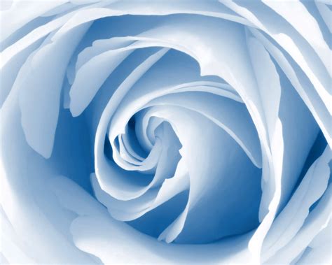 Blue Blossom - Wallpaper, High Definition, High Quality, Widescreen