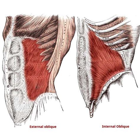 Internal and External Oblique Muscles Anatomy: Origin, Insertion ...