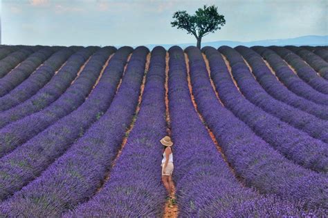 The World's Best Lavender Fields | Here Magazine @ Away