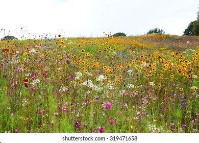 511,236 Wildflower Field Images, Stock Photos & Vectors | Shutterstock