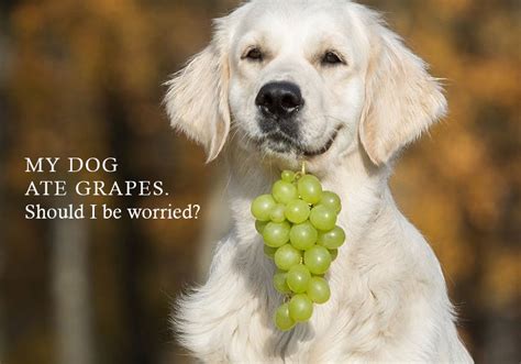 MY DOG ATE GRAPES. Should I be worried?