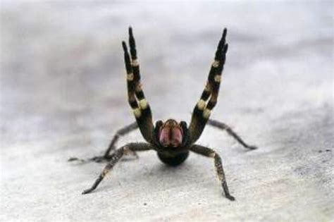 Brazilian Wandering Spider Size