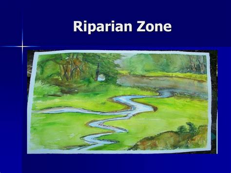 PPT - The Riparian Zone PowerPoint Presentation, free download - ID:6148888