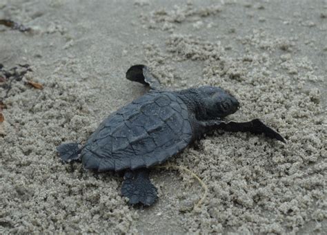 Scientists Are Shocked As A Tiny Endangered Sea Turtle