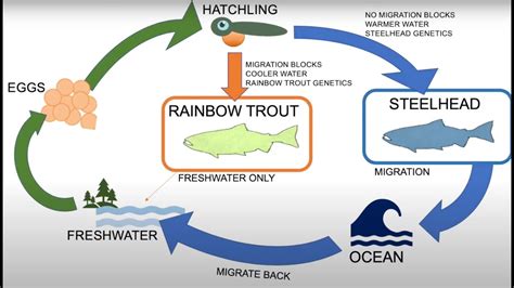 Steelhead in the Classroom: Steelhead Trout vs. Rainbow Trout - YouTube