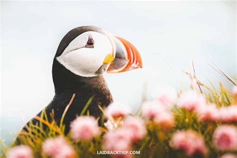 Best Places to See Puffins in Iceland — LAIDBACK TRIP