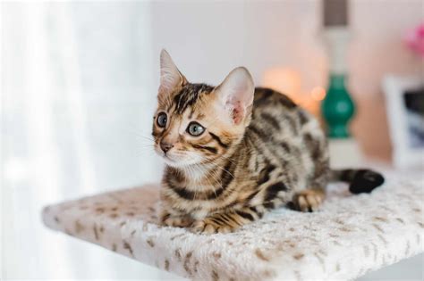 10 Best Bengal Cat Breeders (2024): Our Top 10 Picks!