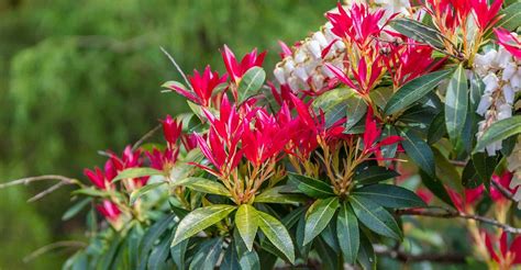 How to Grow Pieris (2024 Forest Flame Care Guide)