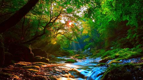 Sun Shining on Forest Stream Full HD Wallpaper and Background Image ...