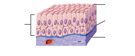 Stratified Columnar Epithelium Diagram | Quizlet