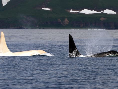 Five rare white killer whales spotted together in a sign of dangerous ...