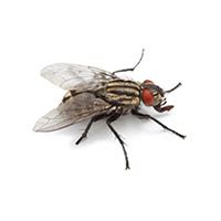 Flesh Fly Identification, Habits & Behavior | Batzner Pest Control in WI