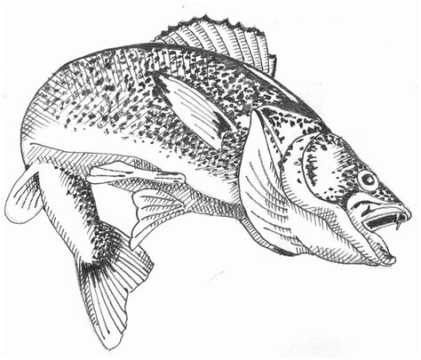 Walleye Drawing at GetDrawings | Free download