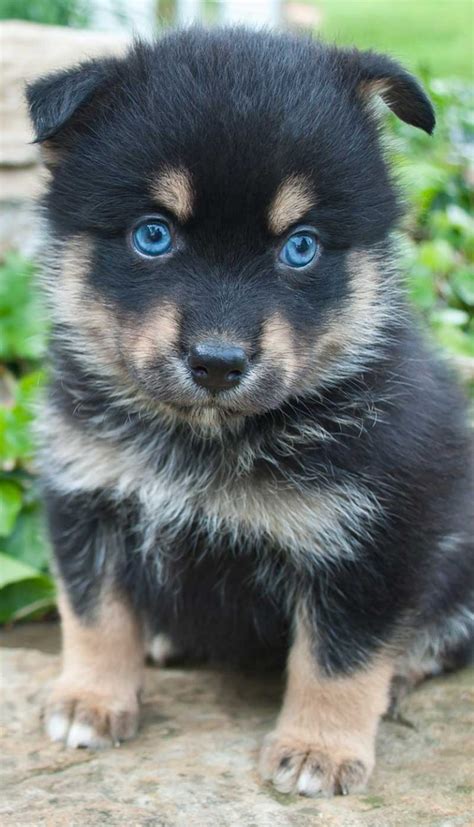 Pomsky Dog Breed Information - A Guide To The Husky Pomeranian Mix