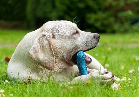 What Are The Best Chew Toys For Dogs