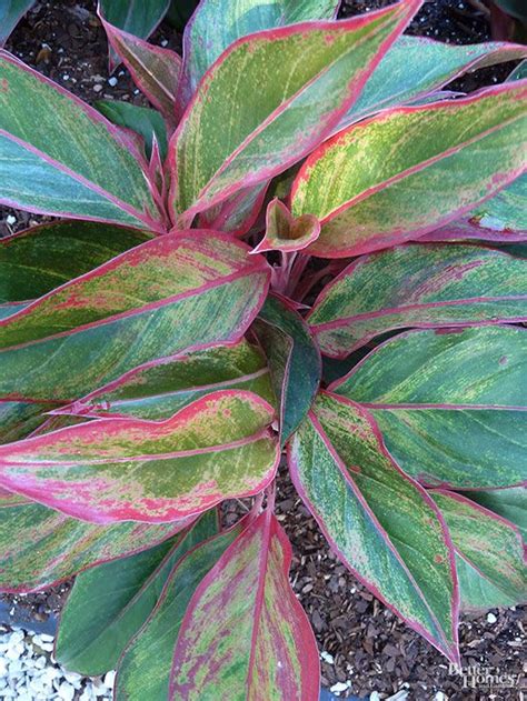 Garden Plants Red Leaves - Garden Plant