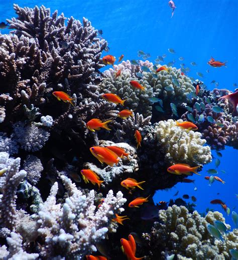 Israel, Arab neighbors join to protect Red Sea coral reefs - ISRAEL21c