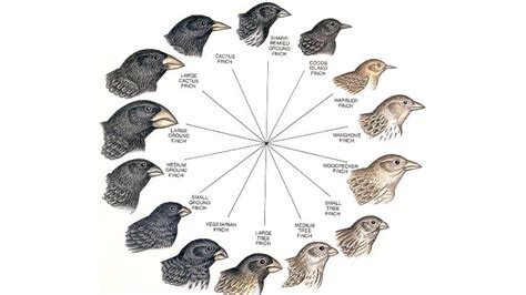 What evidence is there that the 15 species of finch all evolved from ...