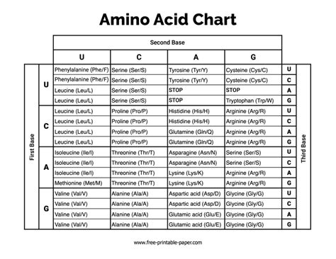 Amino Acid Chart – Free-printable-paper.com