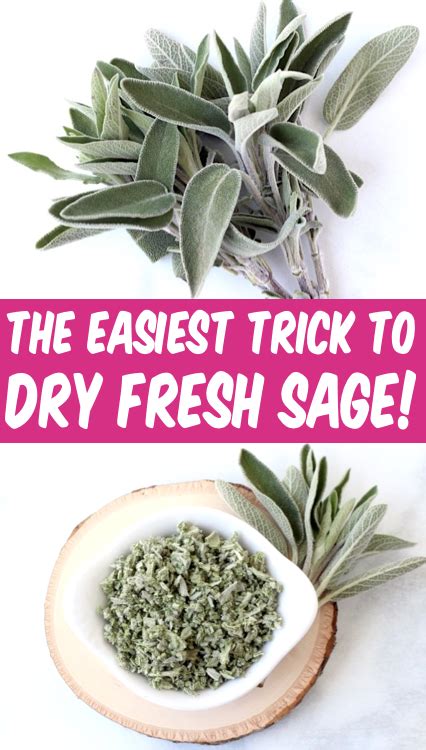 How to Dry Sage Leaves Fast! {Easy DIY Herb Drying Trick} | Drying ...