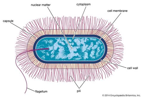 Bacillus anthracis | bacterium | Britannica