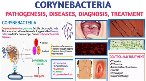 Corynebacteria | Pathogenesis | AB toxins | Diseases | Diagnosis and ...