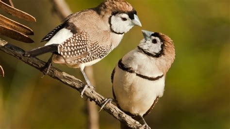 Owl Finch - The Finches of Serenity | Serenity Aquarium & Aviary Services