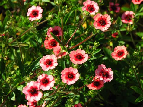 Potentilla nep. 'Miss Willmott' - Riverside Garden Centre