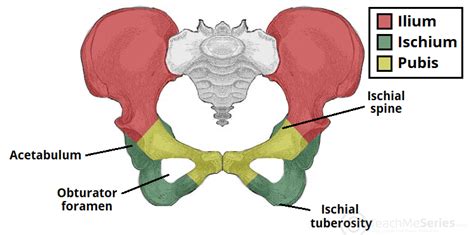 The Hip Bone - Ilium - Ischium - Pubis - TeachMeAnatomy