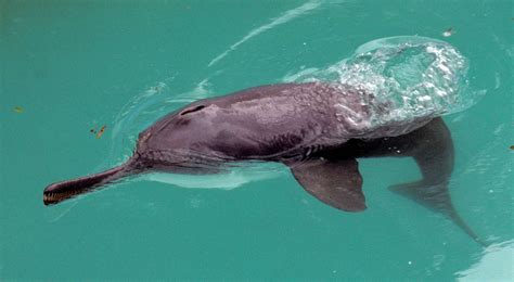 Why Ganges River Dolphins Are Endangered and What We Can Do