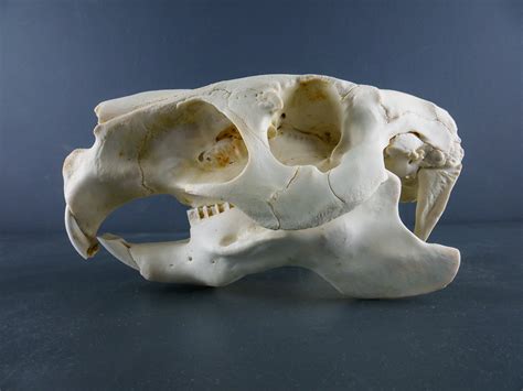 Capybara Skull for sale - Skulls - Antlers Horns and Skulls UK