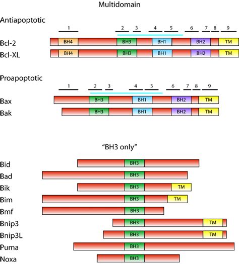 The Bcl-2 family. Domain structure of Bcl-2 family proteins is shown ...