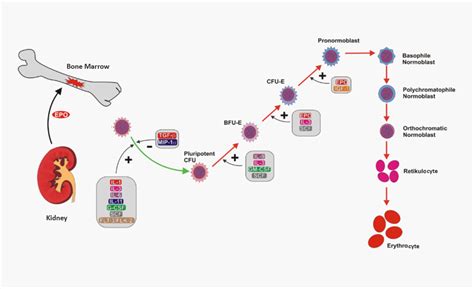 What Hormone Stimulates Red Blood Cell Production - Pediaa.Com