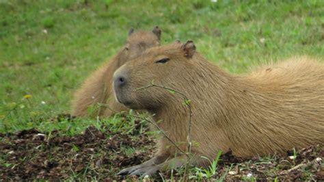 Capybara Fact Sheet | Blog | Nature | PBS