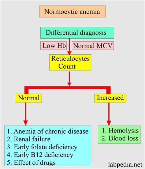 Anemia classification, diagnosis, and routine workup