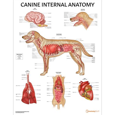 Verter A través de esfera dog anatomy diagram algun lado fábrica espacio