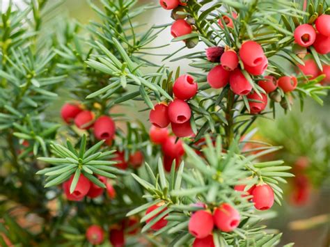 Taxus Yew Shrubs - How To Grow Yew Bushes | Gardening Know How