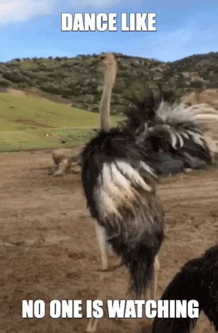 Dancing Emu GIFs - Find & Share on GIPHY