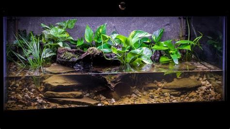 American Bullfrog Paludarium