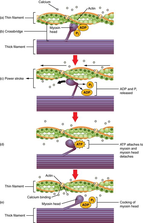 Excitation Contraction Coupling