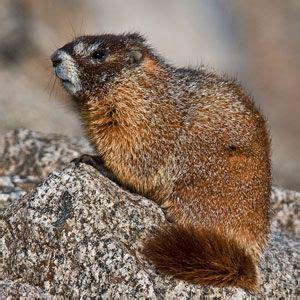 Yellow-bellied Marmot Facts | Canadian animals, Marmot, Yellow