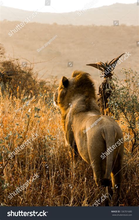 South African Male Lion Back Profile Stock Photo 136701680 | Shutterstock