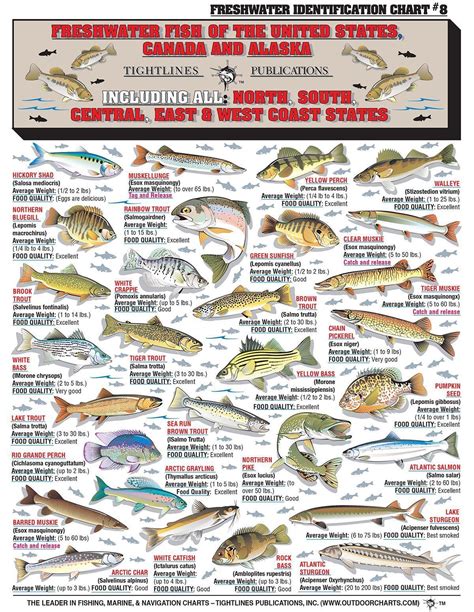 How to Identify Freshwater species, Shad, Perch, Walleye, Bluegill ...